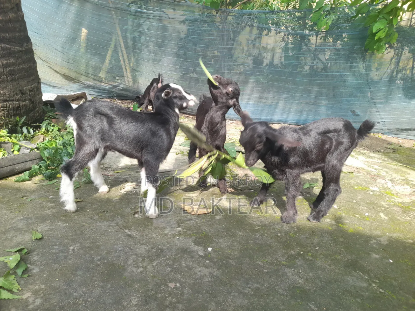 Goats for Sale (6 Kids and 2 Mother Goats)