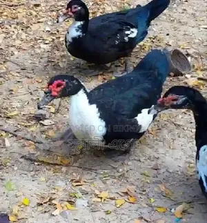 ৩ পিস ফিমেল চিনা হাস