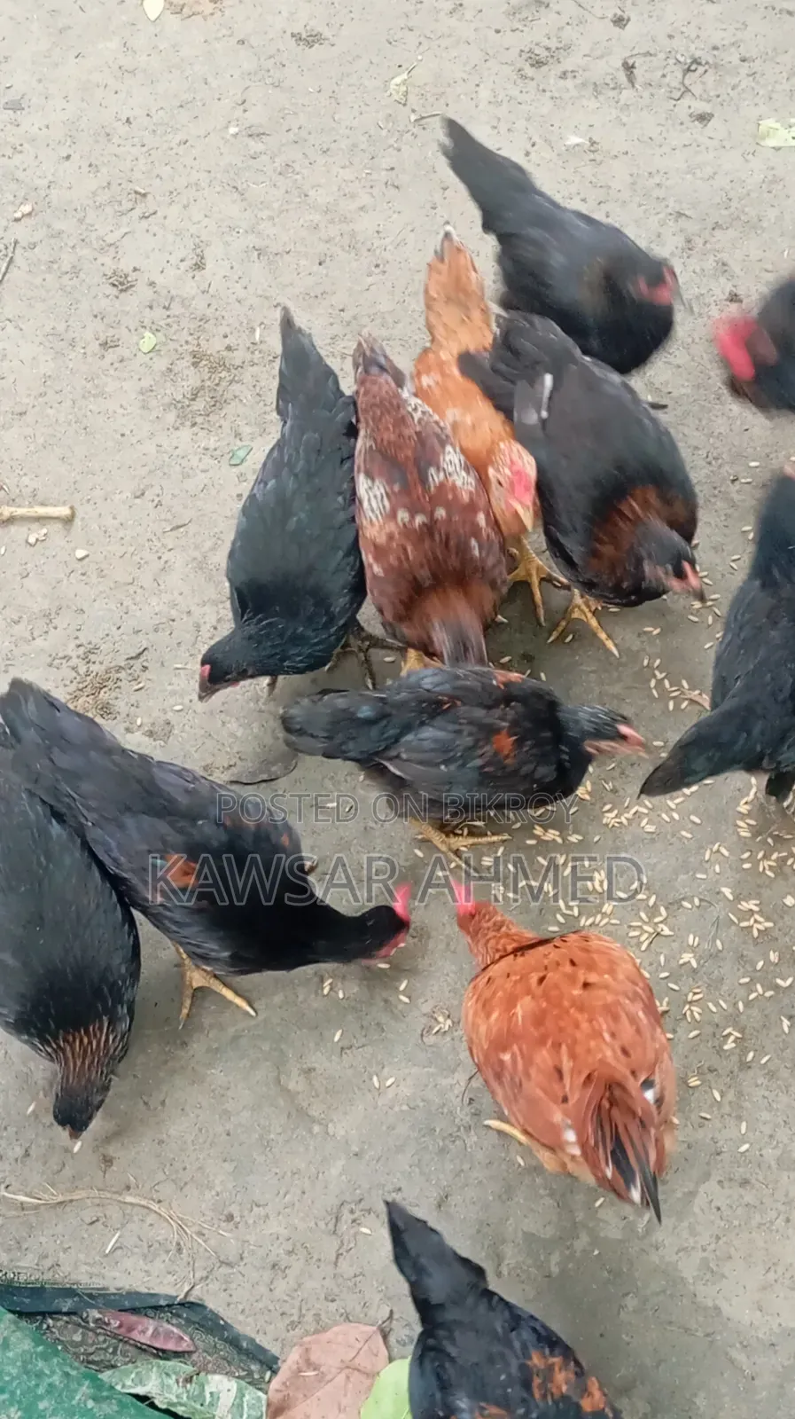 দেশি মুরগির বাচ্চা