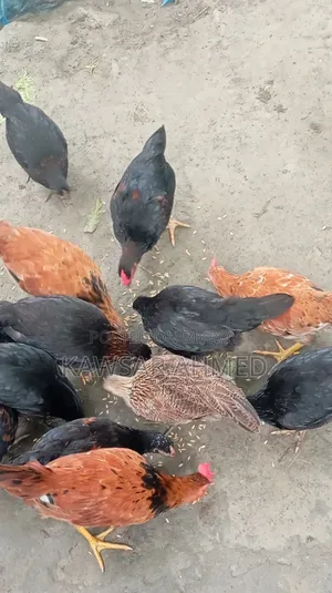 দেশি মুরগির বাচ্চা