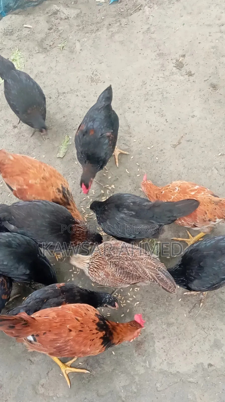 দেশি মুরগির বাচ্চা