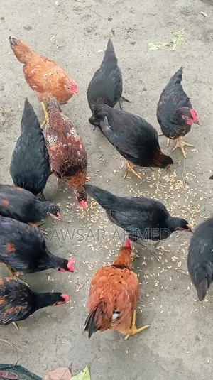 দেশি মুরগির বাচ্চা