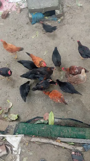 দেশি মুরগির বাচ্চা