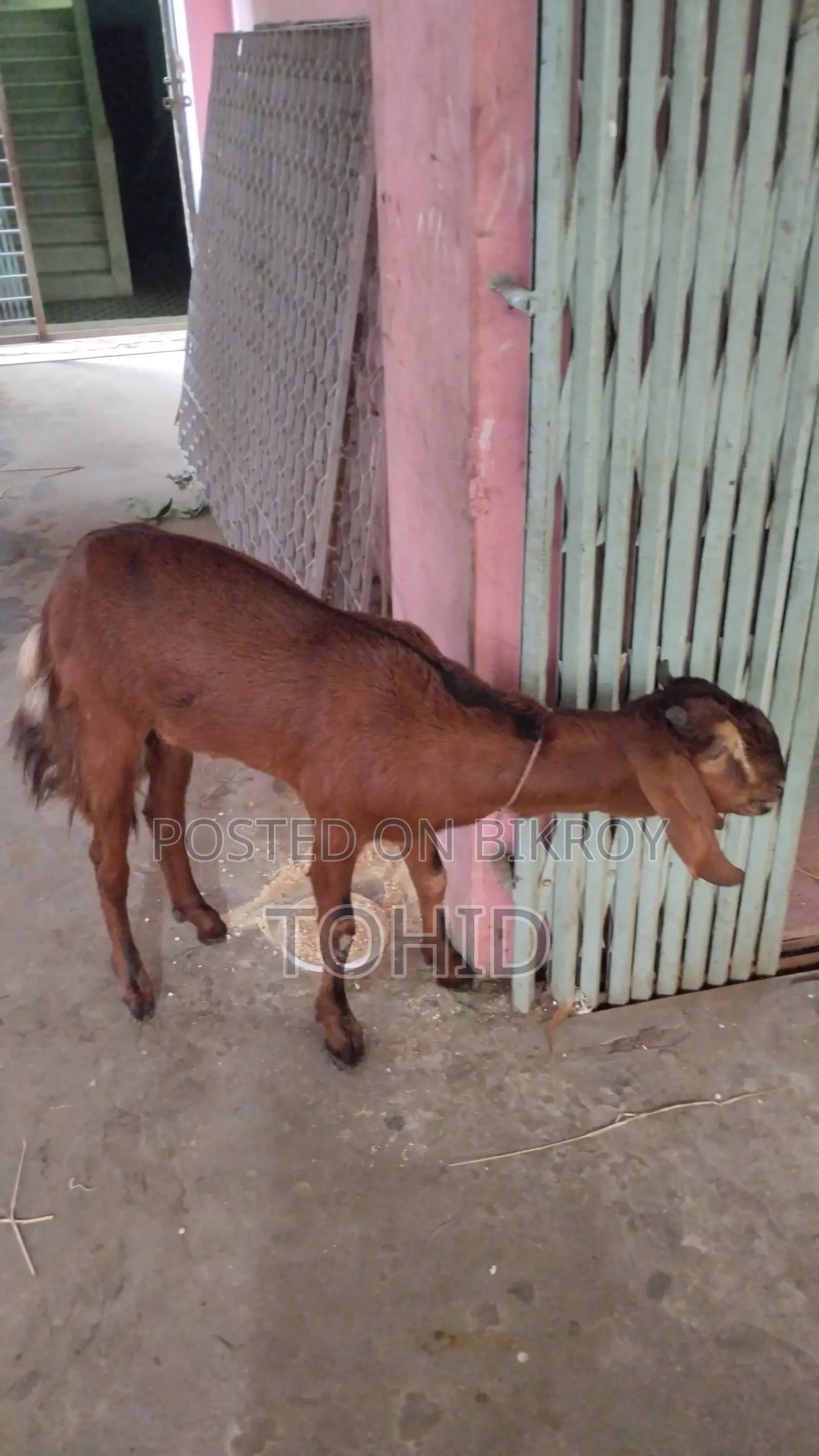 Goat for Sale