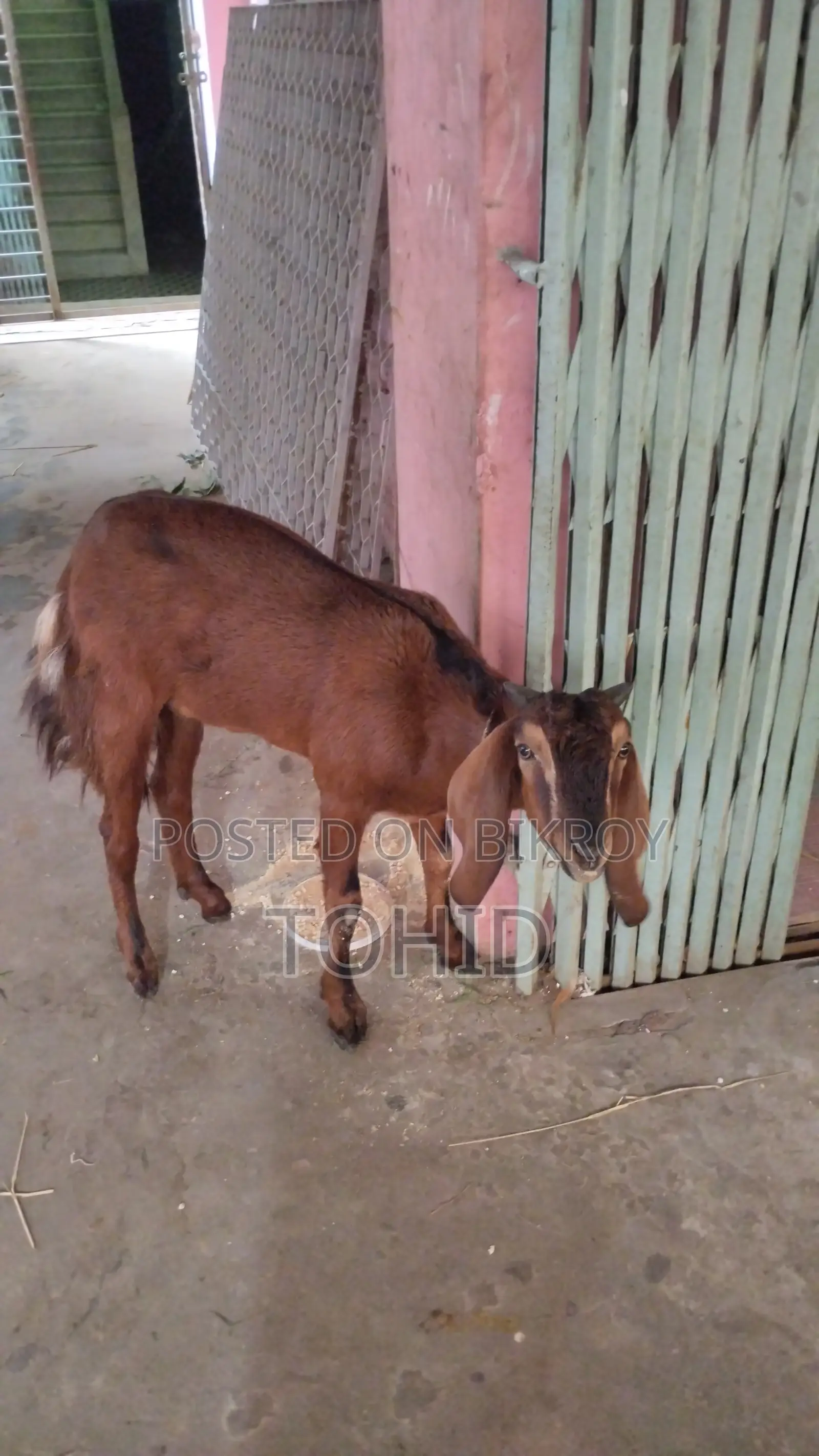 Goat for Sale