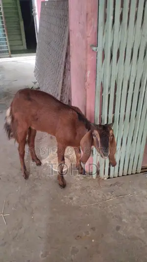 Goat for Sale