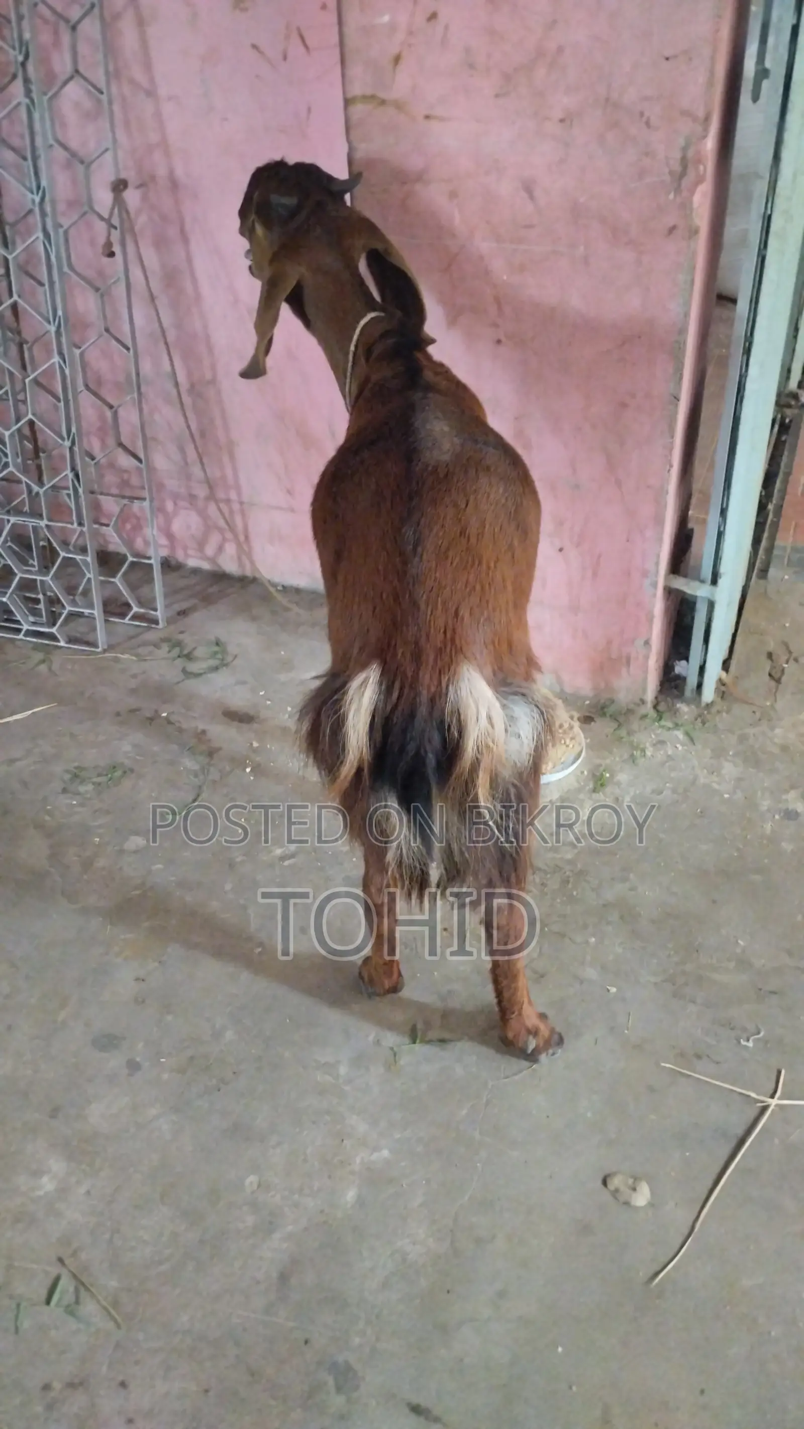 Goat for Sale