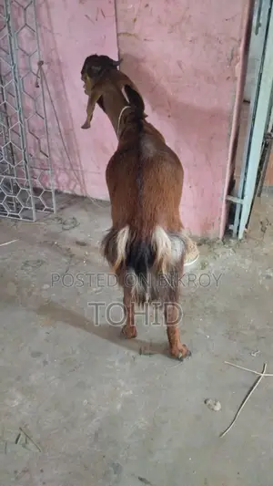Goat for Sale