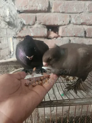 11 Fancy Pigeons with 10 cages, 12 food pots, and 12 water pots