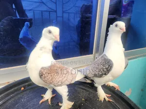 11 Fancy Pigeons with 10 cages, 12 food pots, and 12 water pots