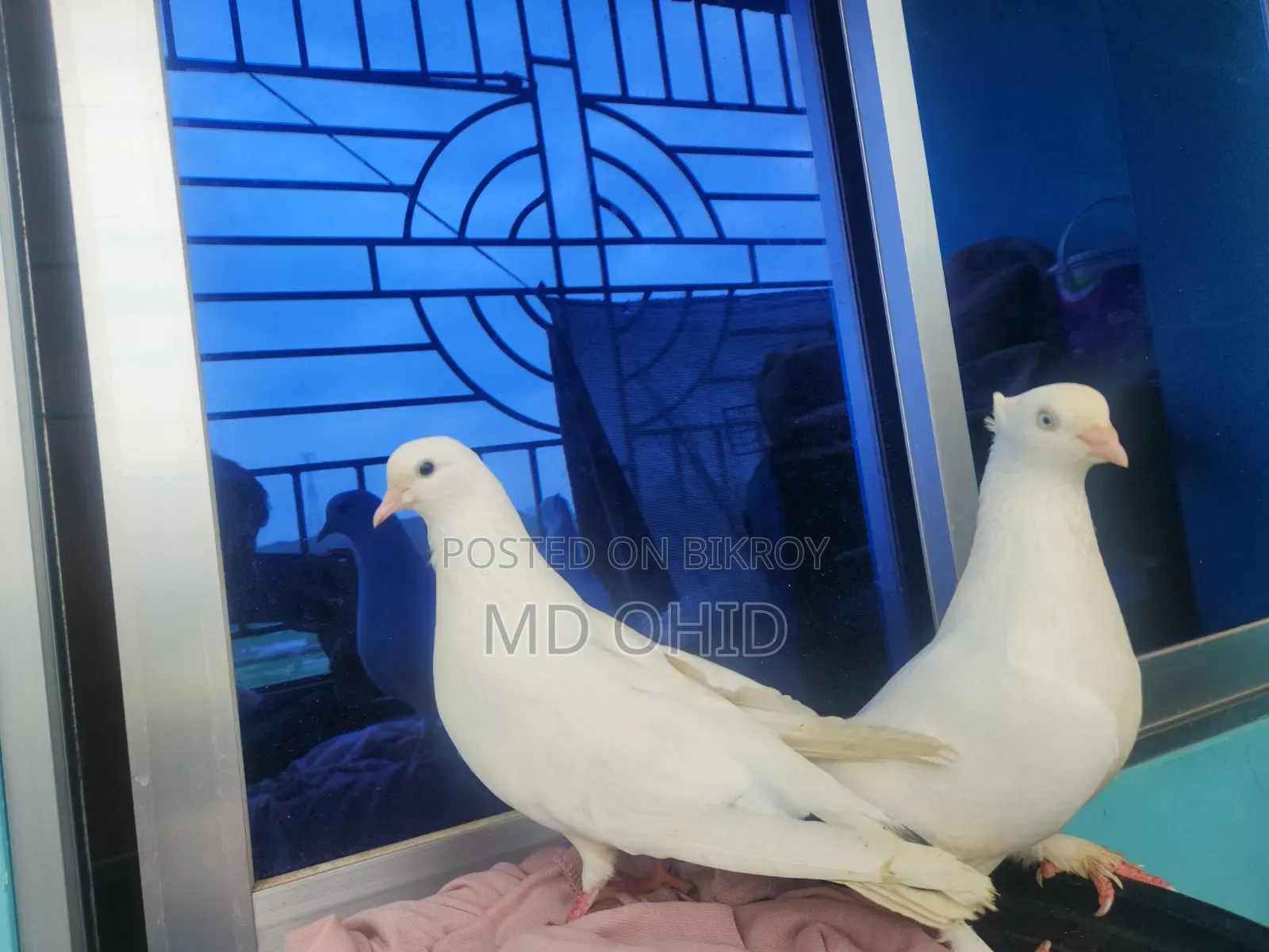 11 Fancy Pigeons with 10 cages, 12 food pots, and 12 water pots