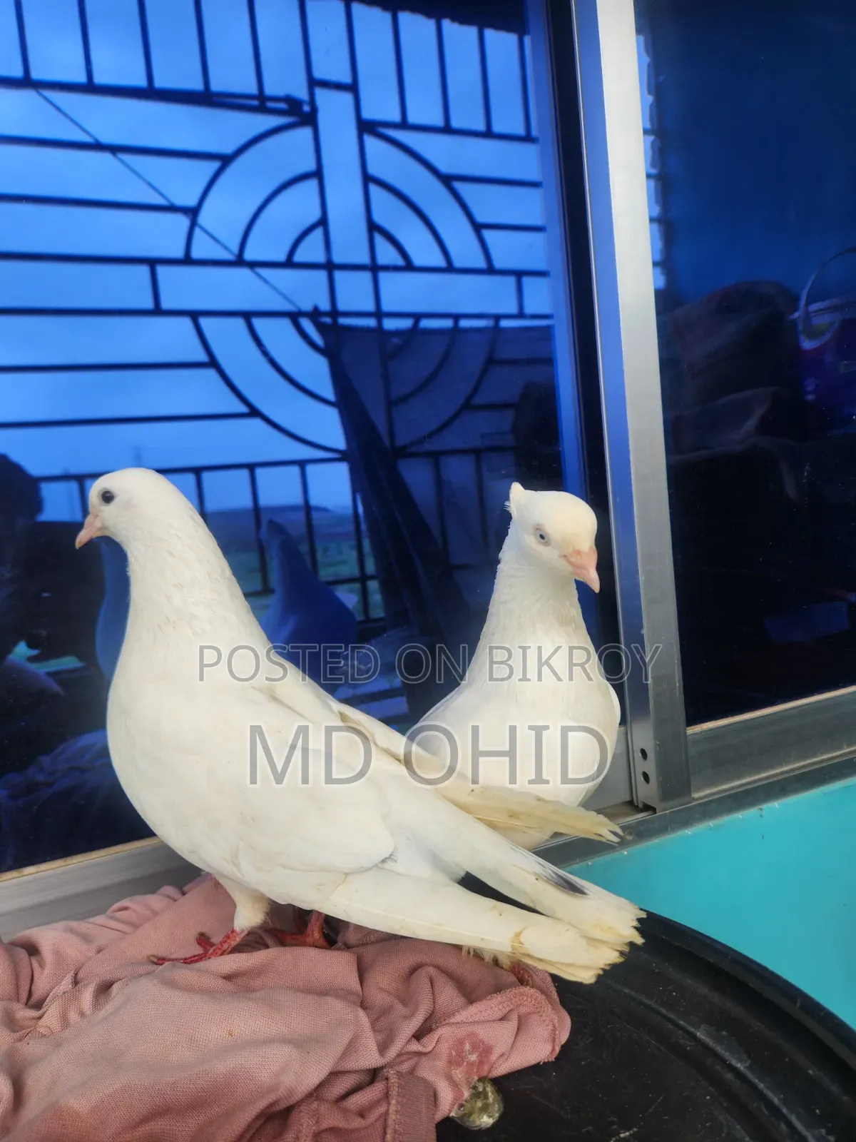 11 Fancy Pigeons with 10 cages, 12 food pots, and 12 water pots