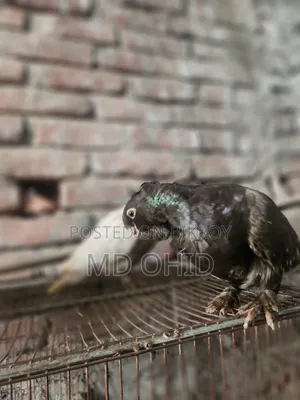11 Fancy Pigeons with 10 cages, 12 food pots, and 12 water pots