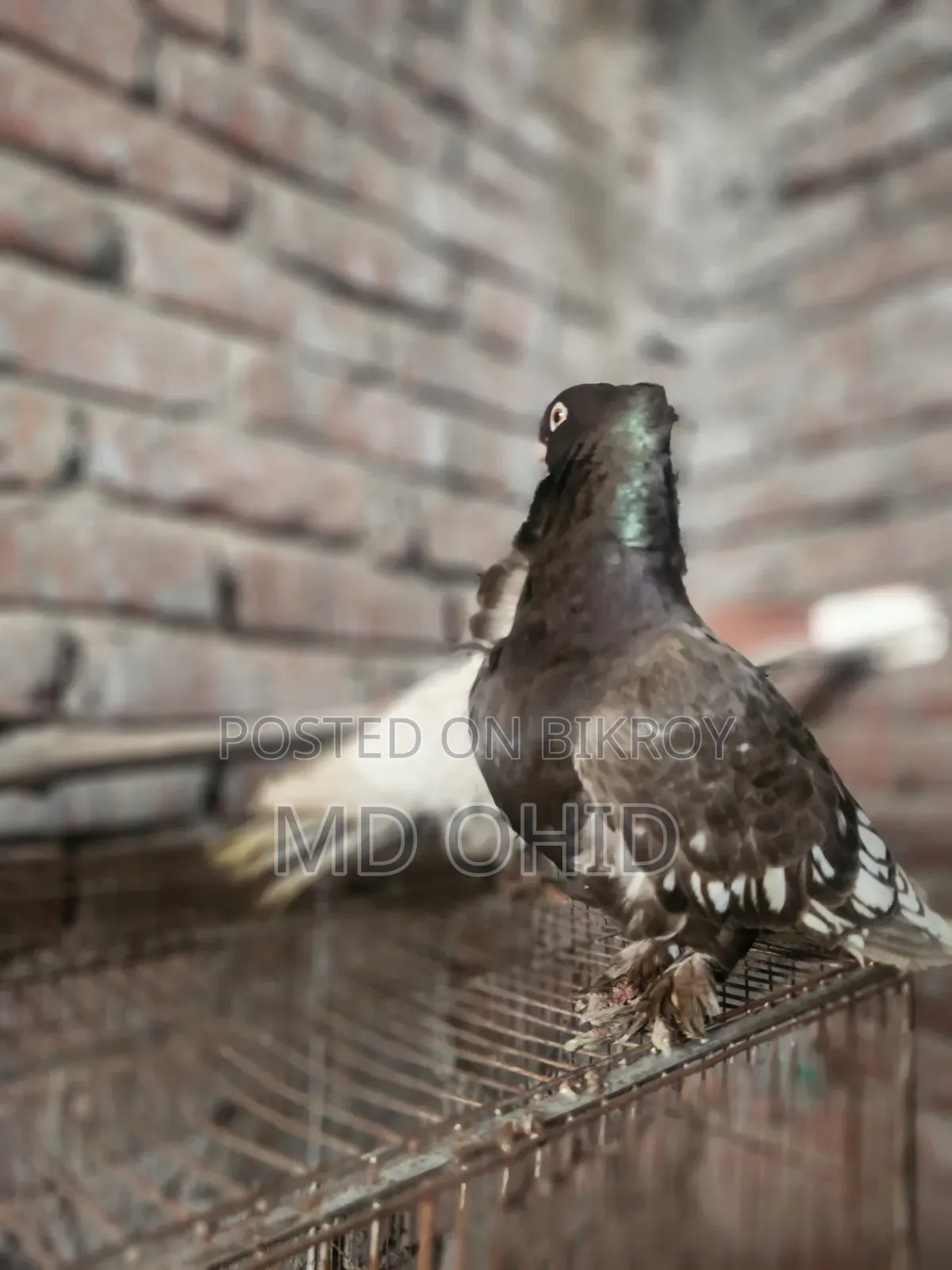 11 Fancy Pigeons with 10 cages, 12 food pots, and 12 water pots