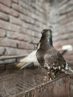 11 Fancy Pigeons with 10 cages, 12 food pots, and 12 water pots