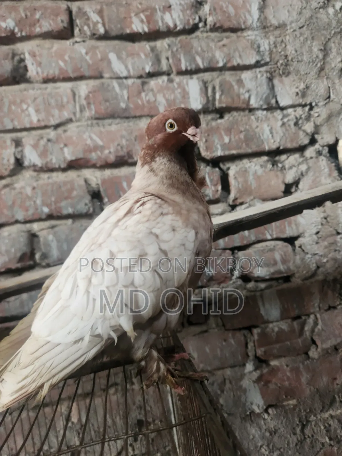 11 Fancy Pigeons with 10 cages, 12 food pots, and 12 water pots