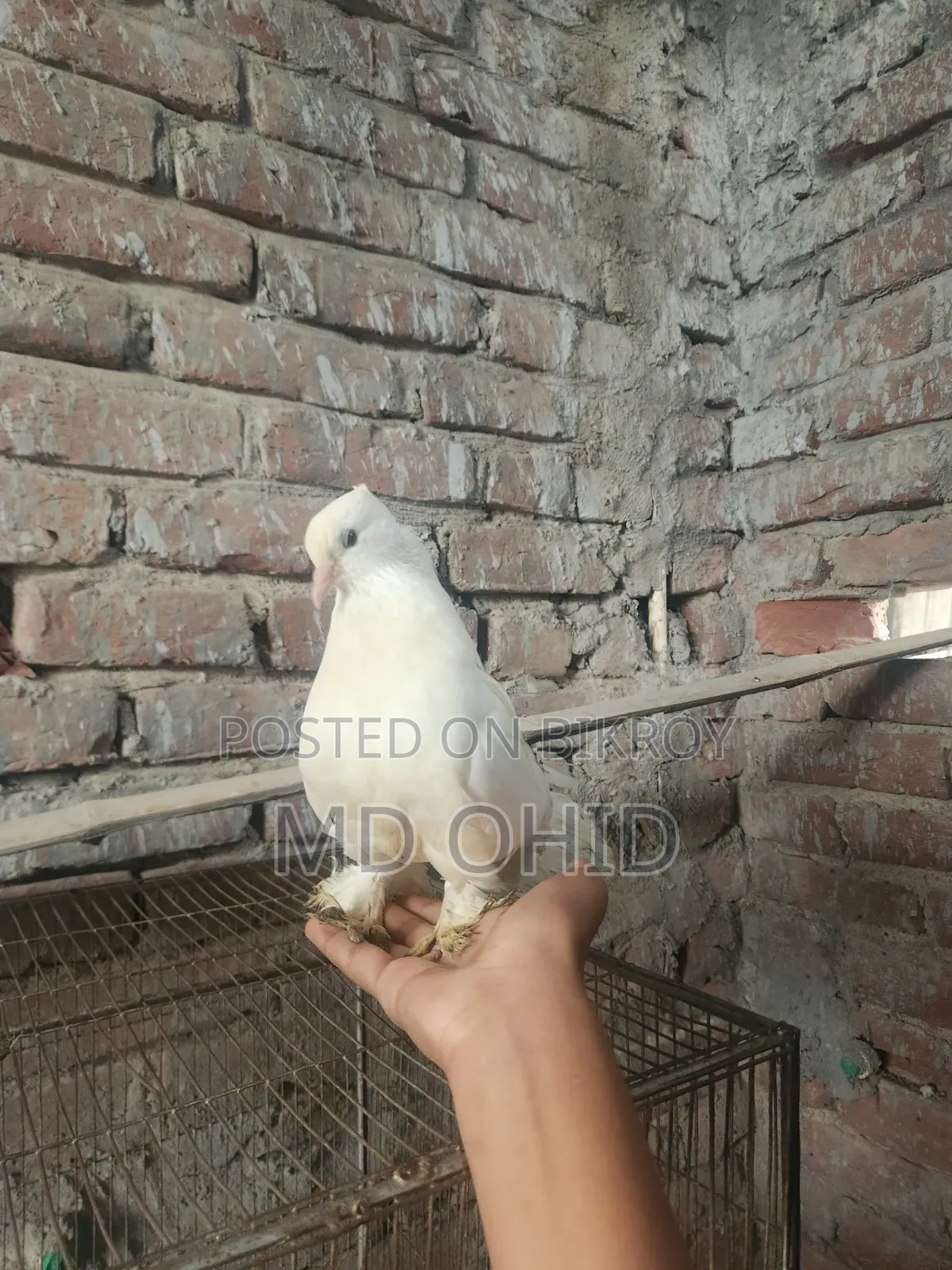 11 Fancy Pigeons with 10 cages, 12 food pots, and 12 water pots