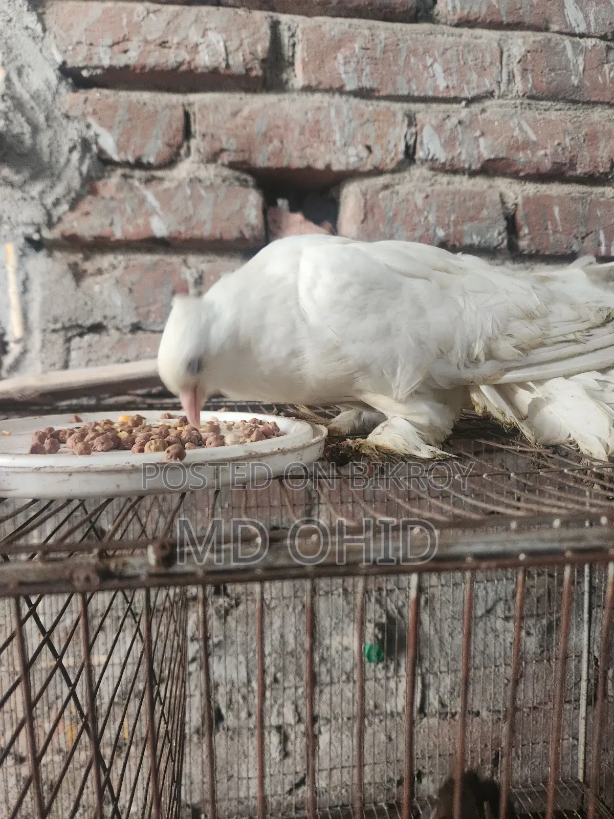11 Fancy Pigeons with 10 cages, 12 food pots, and 12 water pots