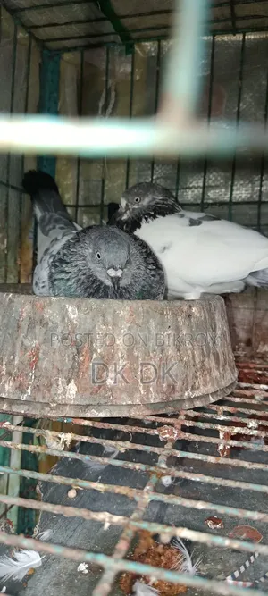 3 Pairs of High-Quality Breeding Pigeons