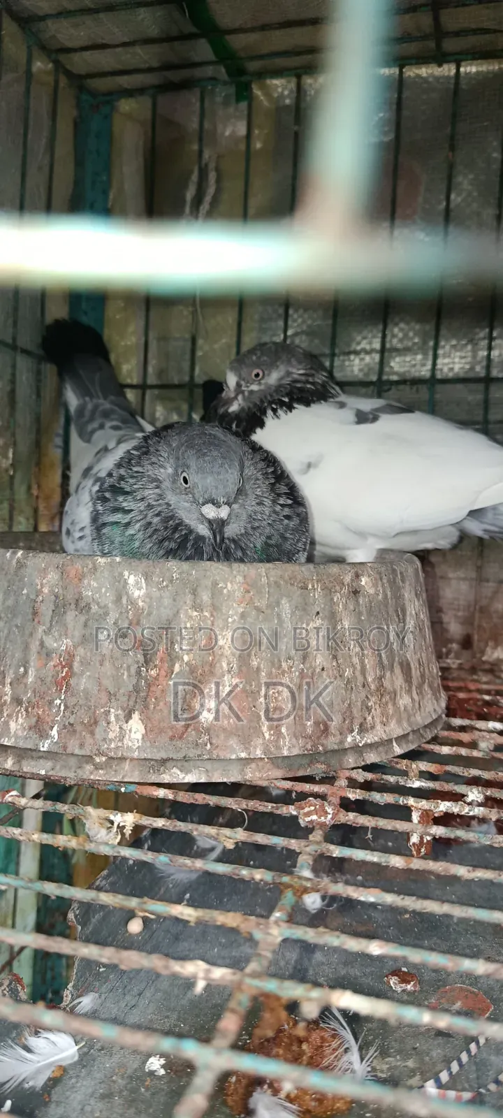 3 Pairs of High-Quality Breeding Pigeons