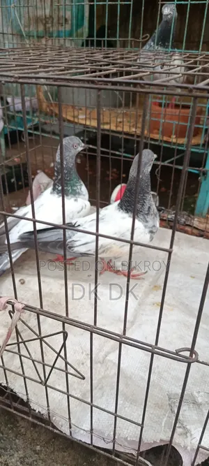 3 Pairs of High-Quality Breeding Pigeons