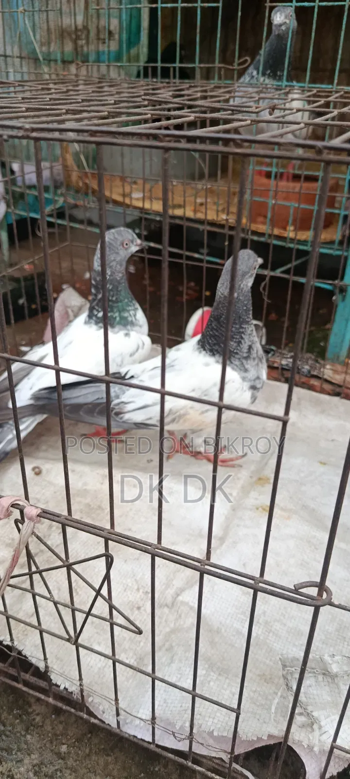 3 Pairs of High-Quality Breeding Pigeons