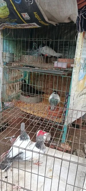 3 Pairs of High-Quality Breeding Pigeons
