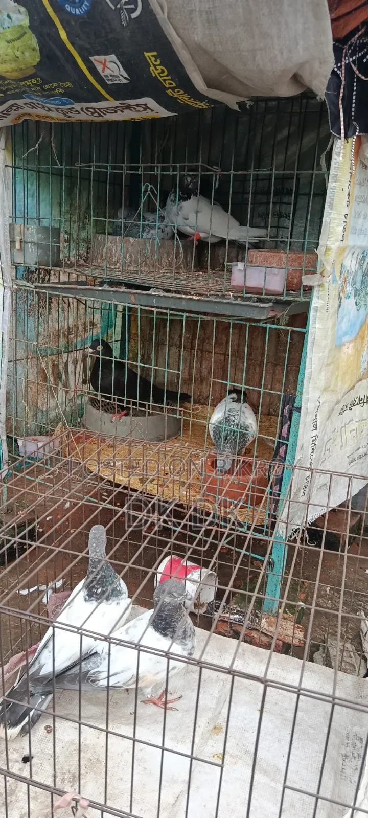 3 Pairs of High-Quality Breeding Pigeons