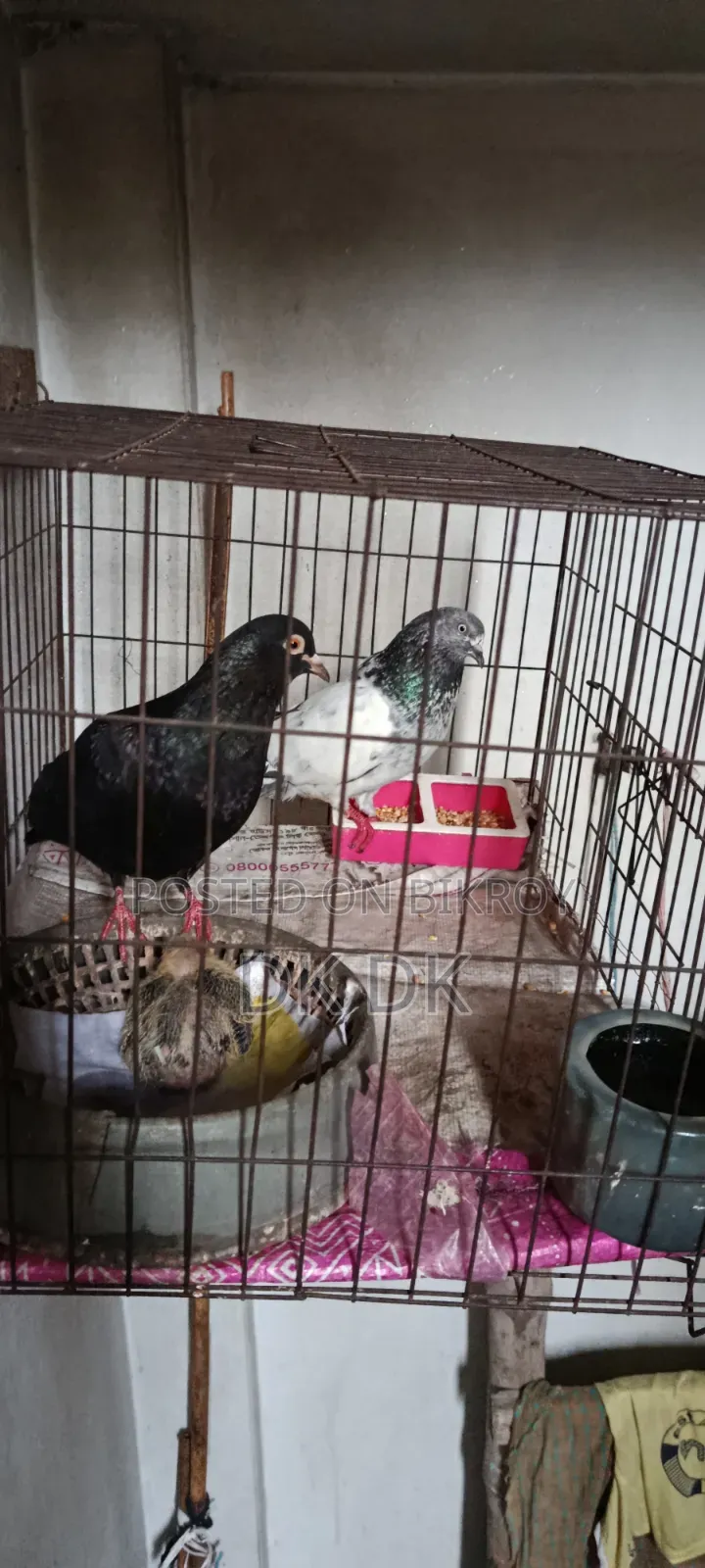 3 Pairs of High-Quality Breeding Pigeons