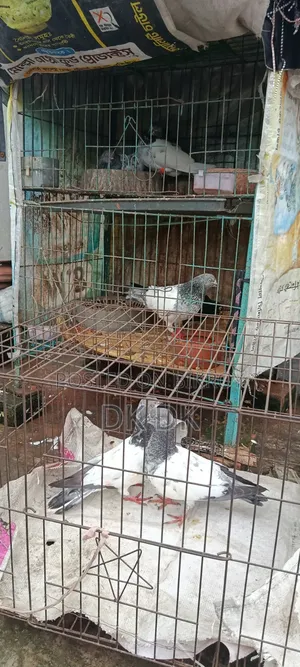 3 Pairs of High-Quality Breeding Pigeons