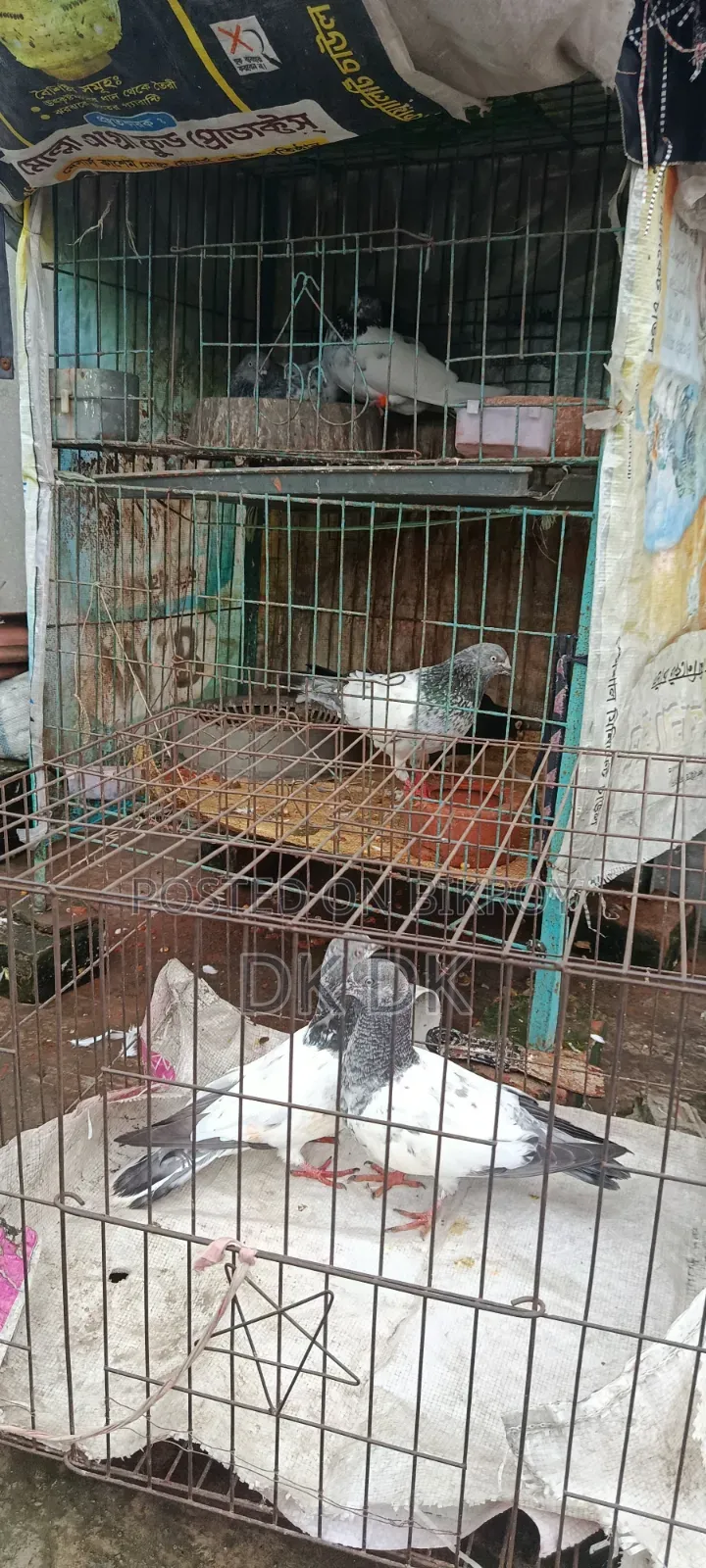 3 Pairs of High-Quality Breeding Pigeons