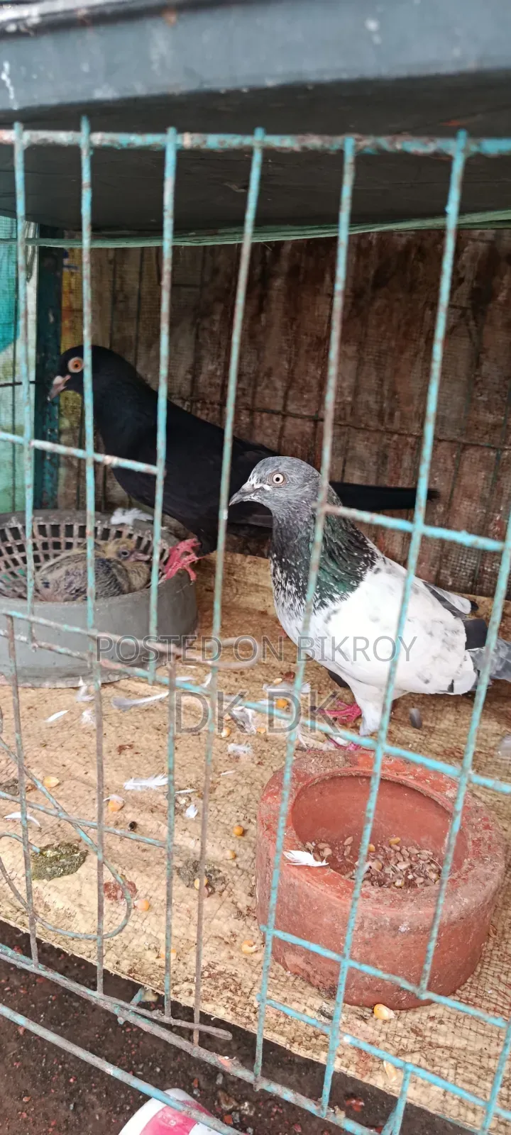 3 Pairs of High-Quality Breeding Pigeons