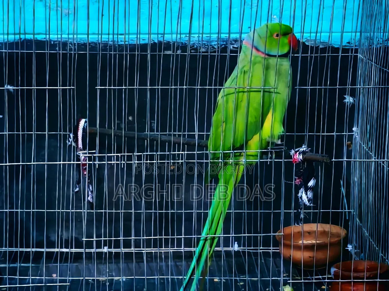 Indian Ringneck Parrot
