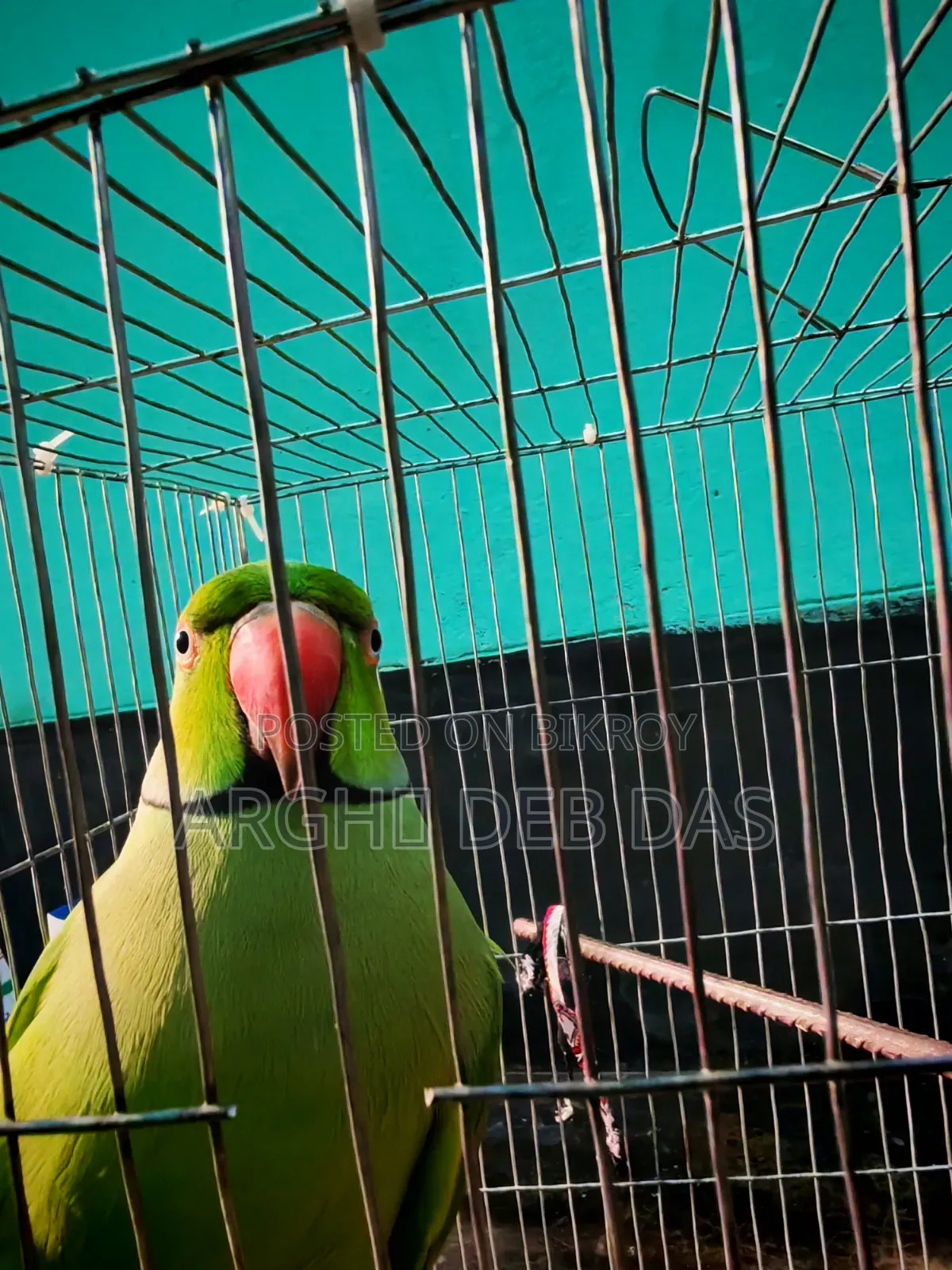 Indian Ringneck Parrot