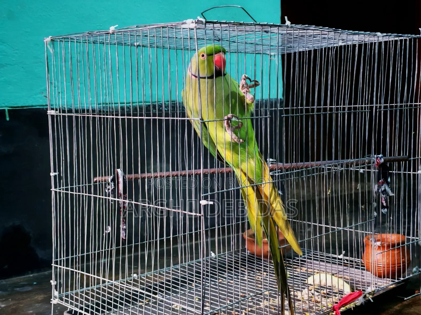 Indian Ringneck Parrot
