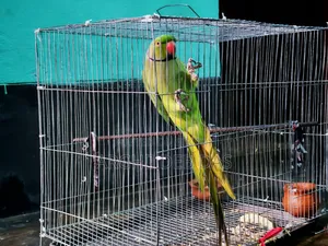 Indian Ringneck Parrot