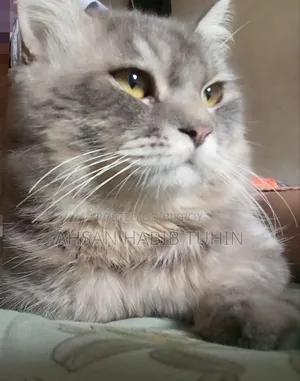 1+ Year Male Purebred Turkish Angora