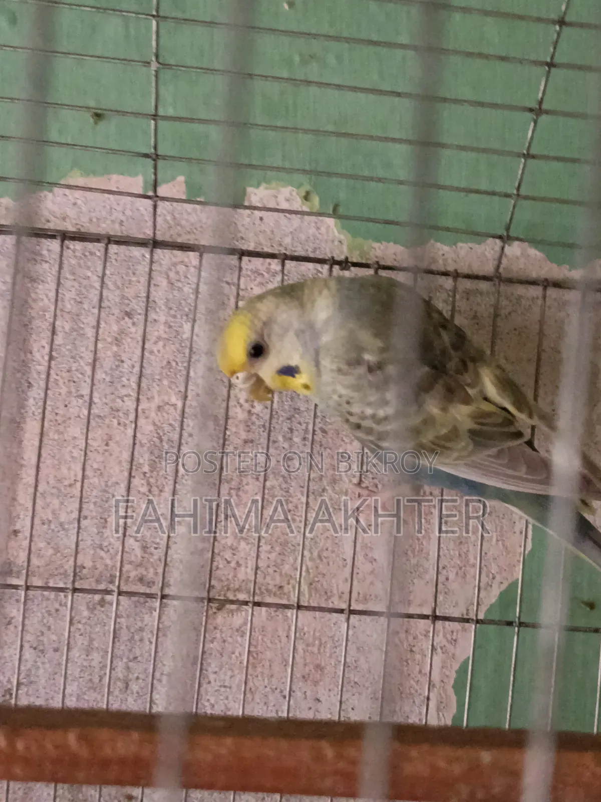 Budgie Bird