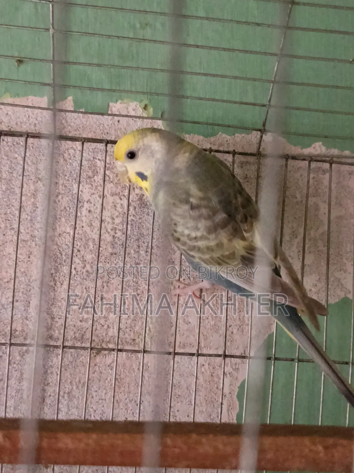 Budgie Bird