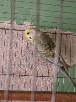 Budgie Bird