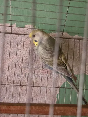 Budgie Bird