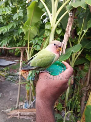 Hand-tamed Peach-faced Lovebird For Sale (Green Opaline Mutation)