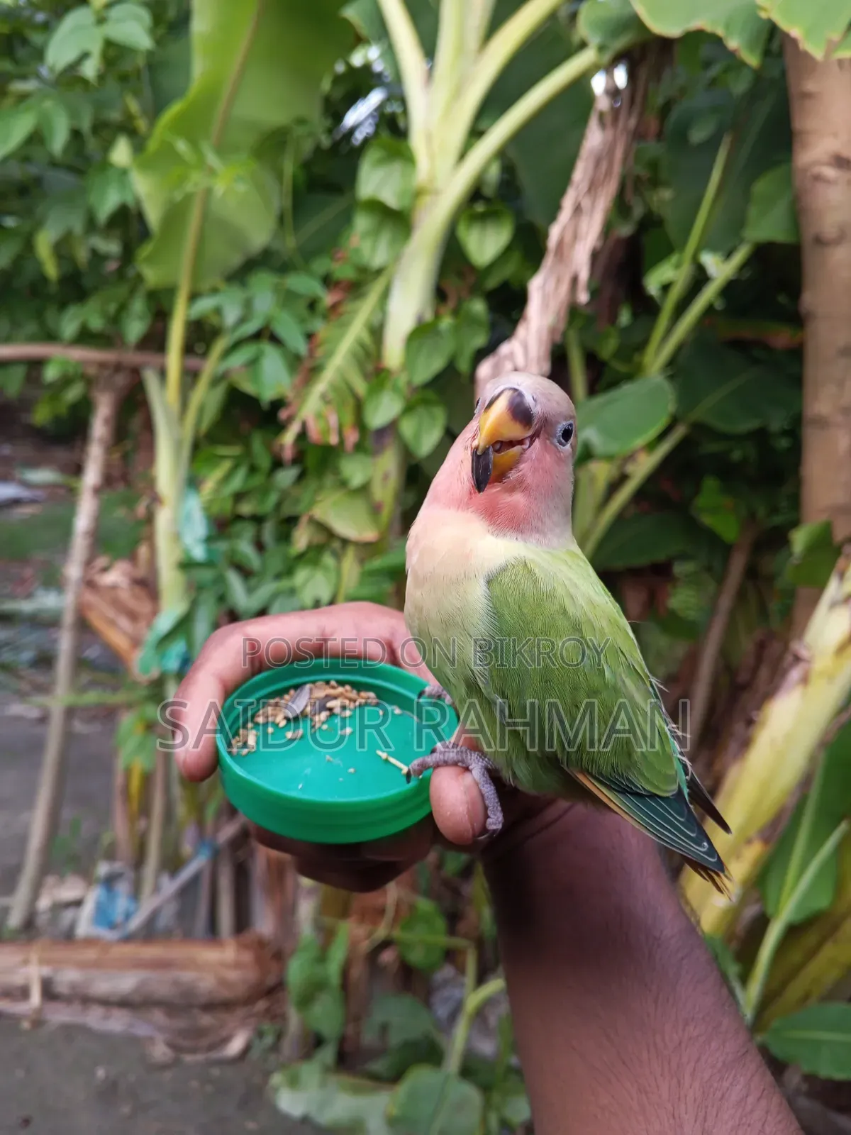 Hand-tamed Peach-faced Lovebird For Sale (Green Opaline Mutation)
