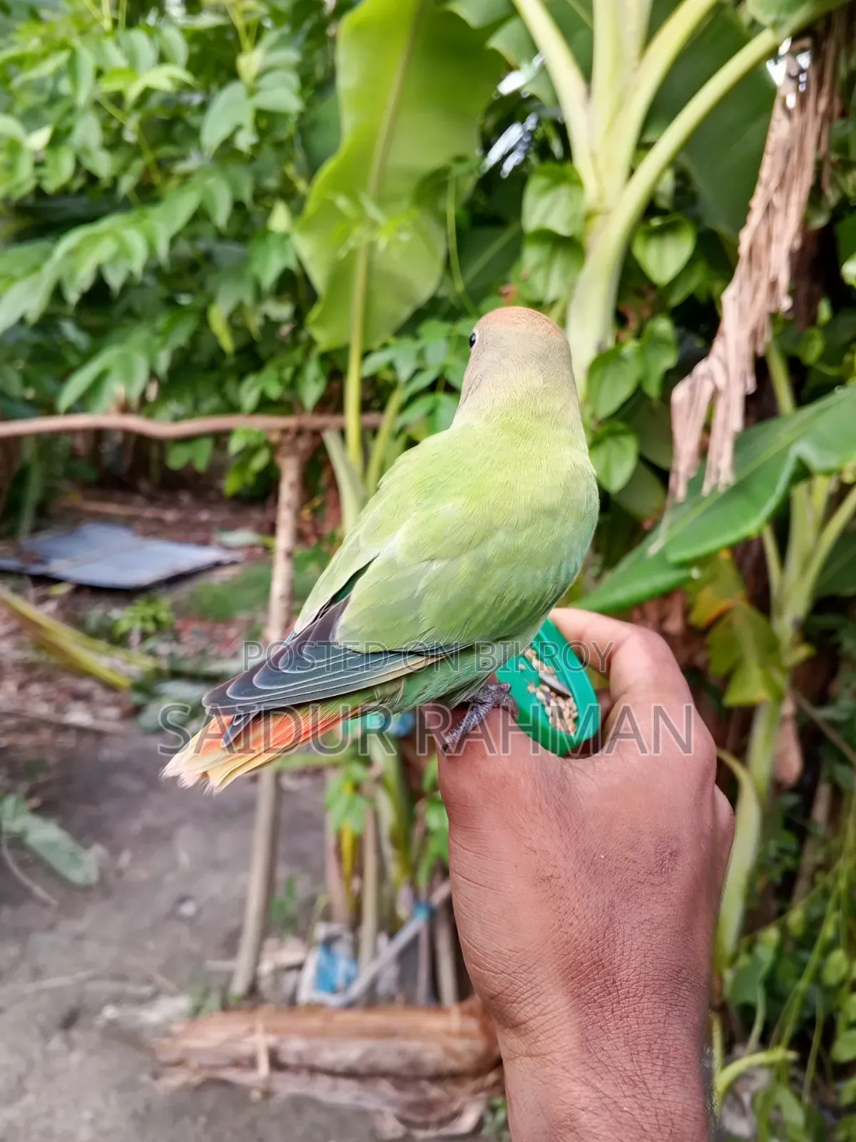 Hand-tamed Peach-faced Lovebird For Sale (Green Opaline Mutation)