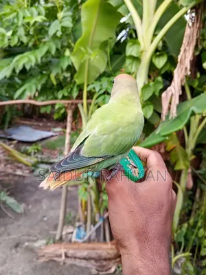 Hand-tamed Peach-faced Lovebird For Sale (Green Opaline Mutation)