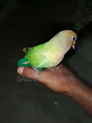 Hand-tamed Peach-faced Lovebird For Sale (Green Opaline Mutation)