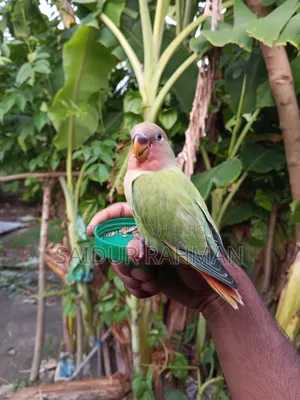 Hand-tamed Peach-faced Lovebird For Sale (Green Opaline Mutation)