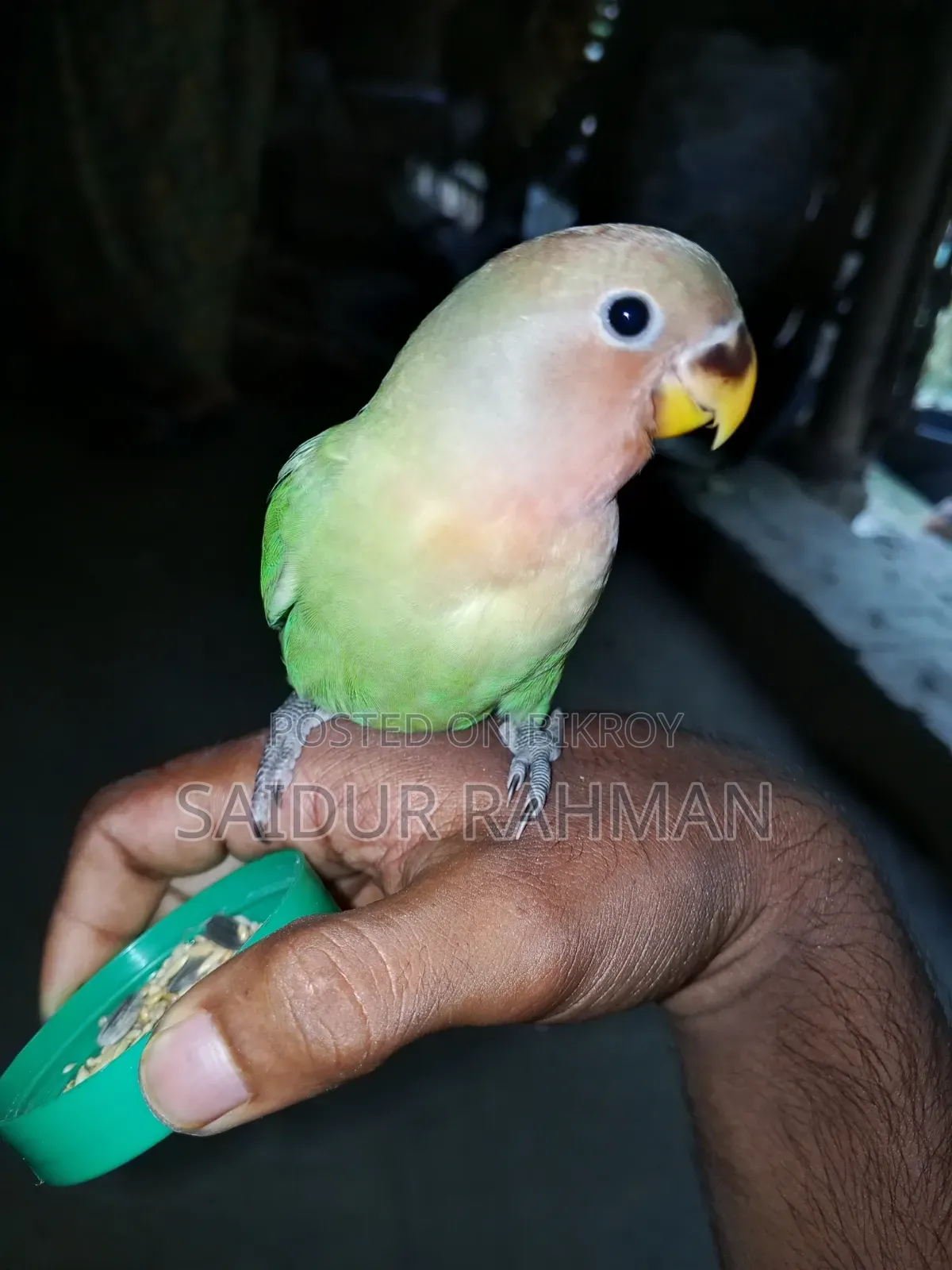 Hand-tamed Peach-faced Lovebird For Sale (Green Opaline Mutation)