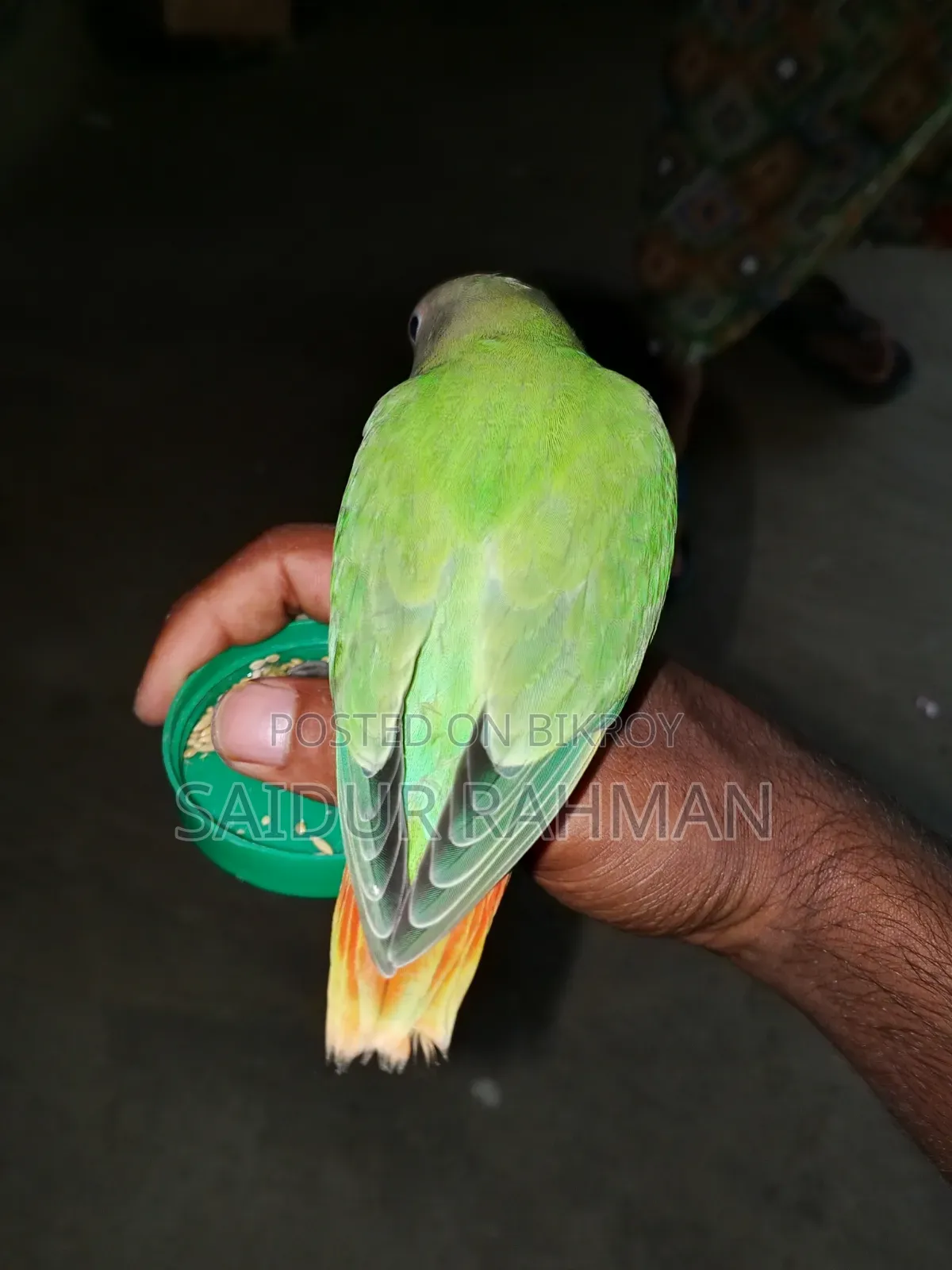 Hand-tamed Peach-faced Lovebird For Sale (Green Opaline Mutation)