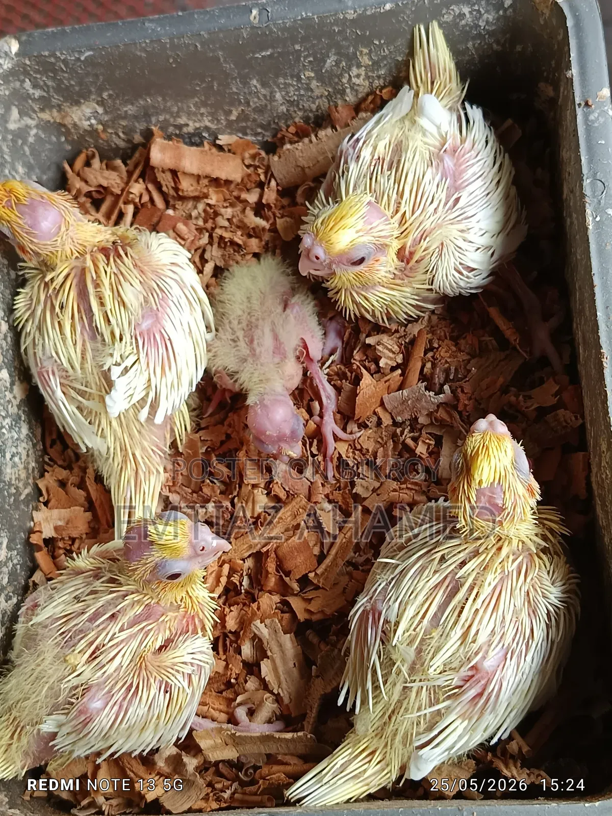 Tame size Lutino Cockatiel